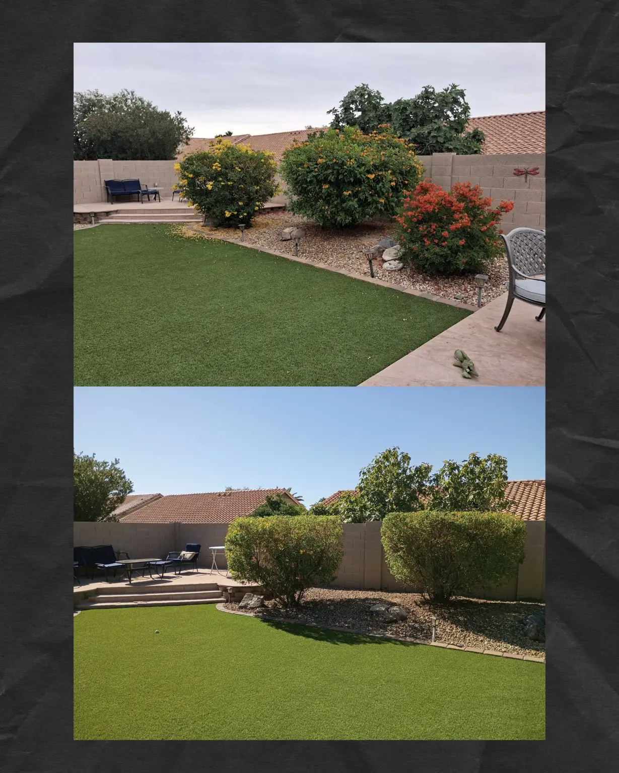 Before and after trimming and shaping of large flowering backyard bushes