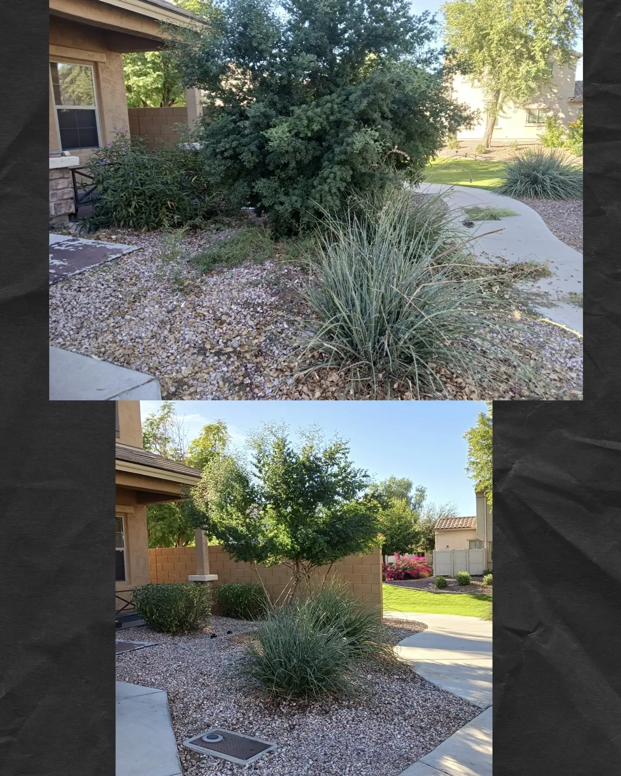 Before and after cleanup and pruning around a residential walkway