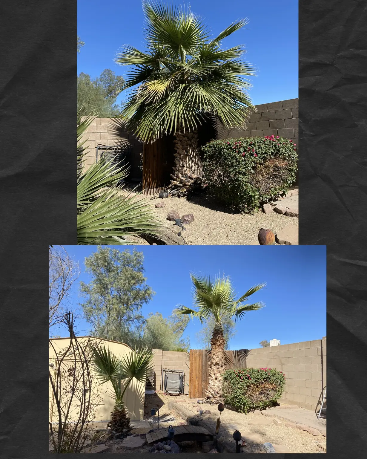 Before and after trimming of an overgrown backyard palm tree